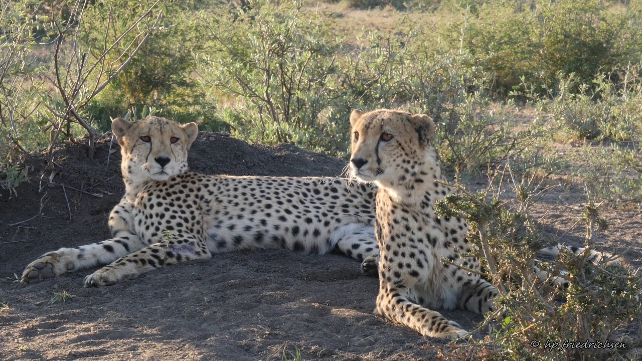 Madikwe Hills Lodge Game Drive