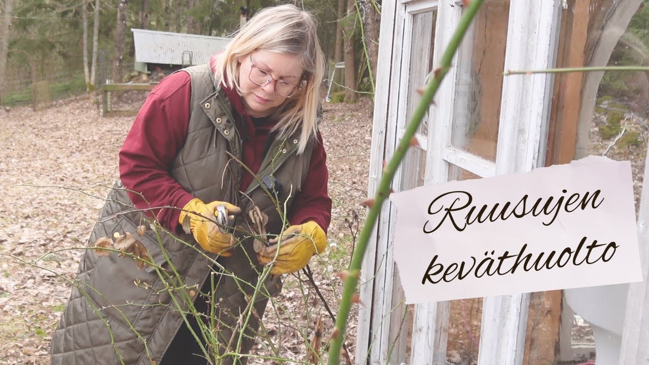 Keväthuolto ruusuille: leikkaus & lannoitus