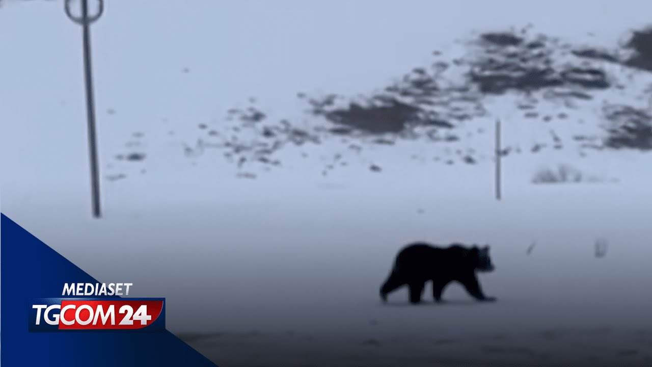 Abruzzo, addio all'orso Juan Carrito