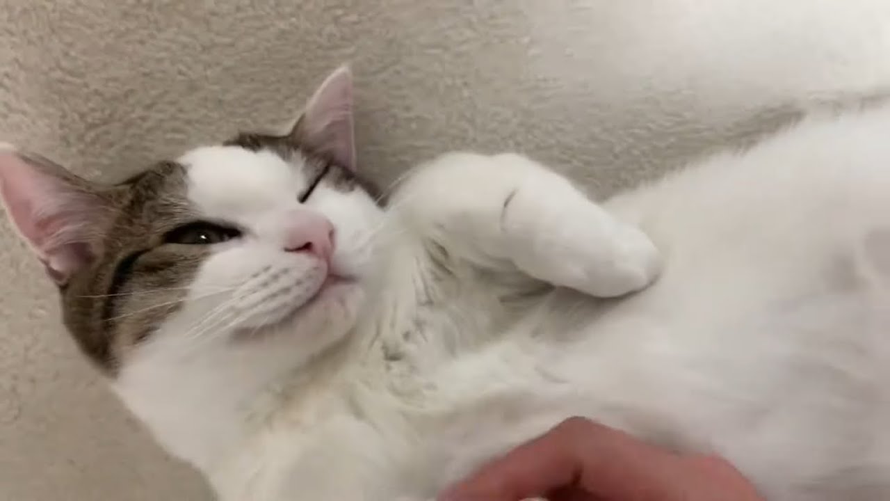 なかなか起きてくれない猫がかわいい
