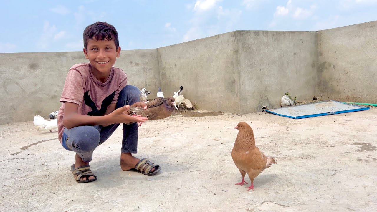 Itna Bara Pigeons 😍 New Pigeons