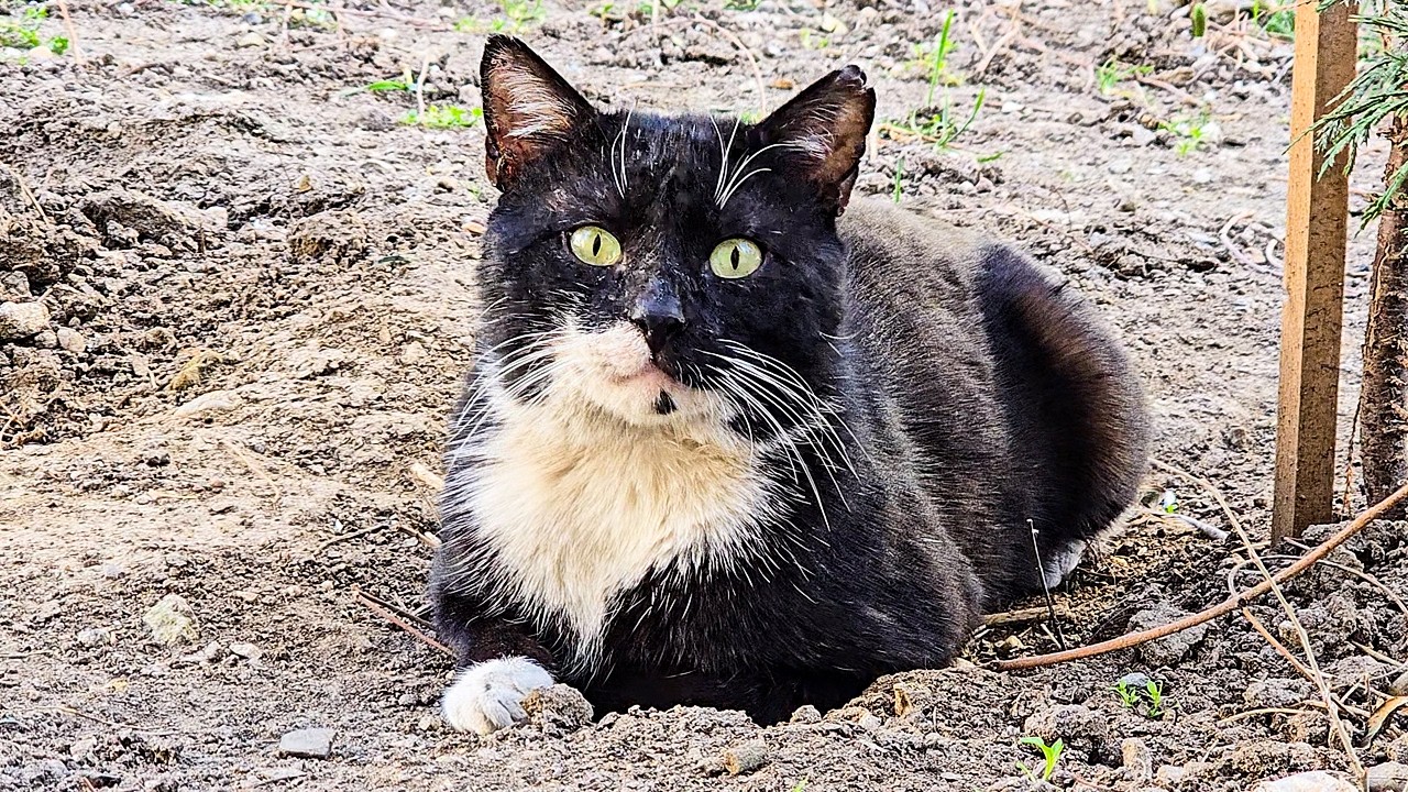 Street Cats — Quiet City Life 🐾
