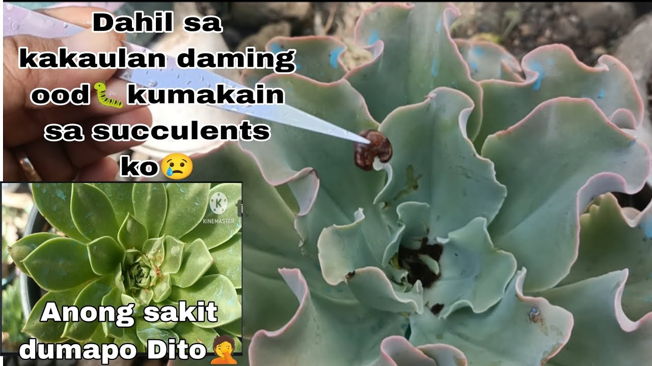 Succulents Problem on a rainy season || Merjhen's Garden