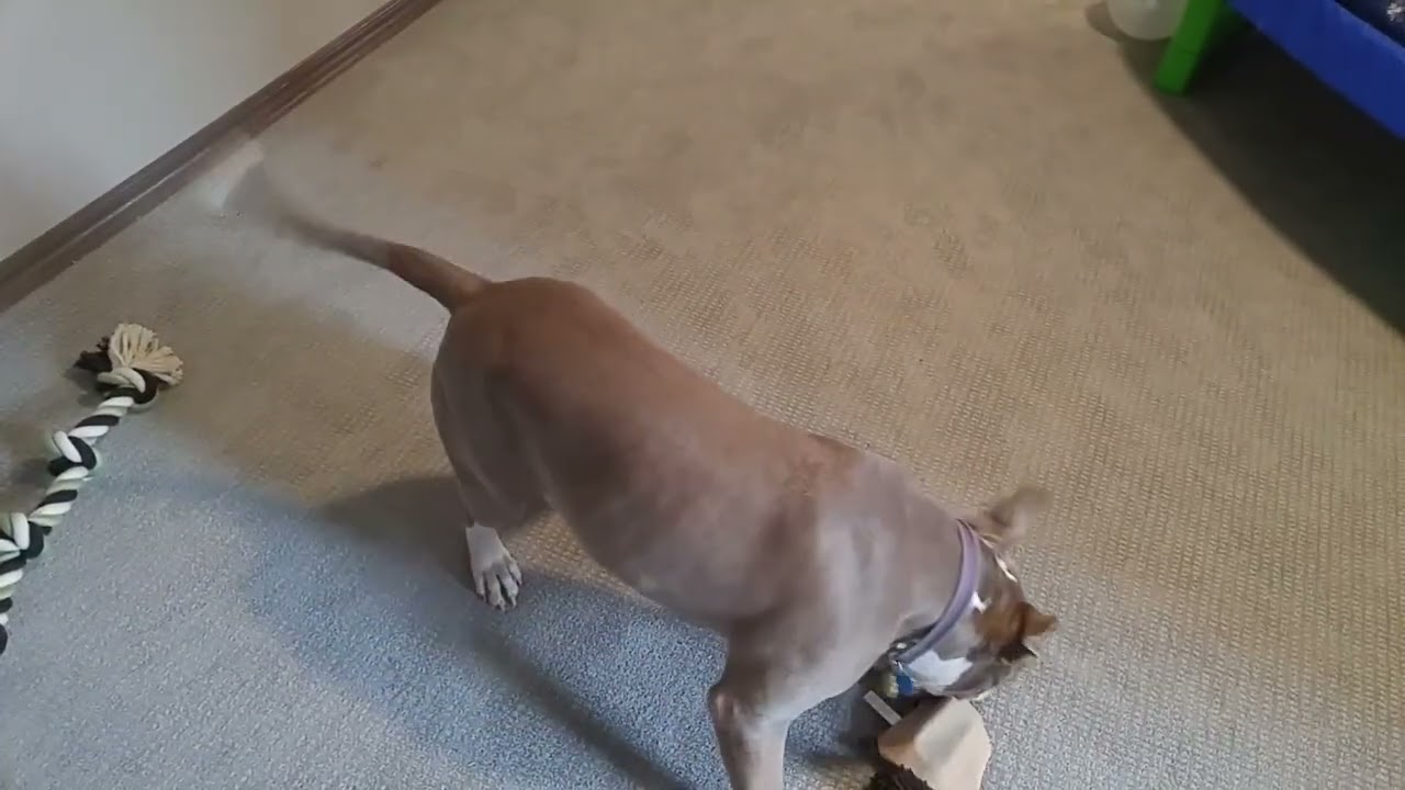Tug Toy 2018