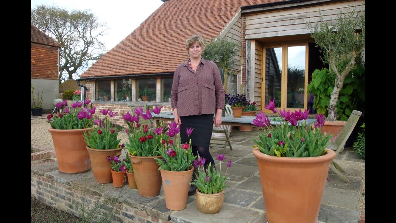 How to grow tulips in container pots