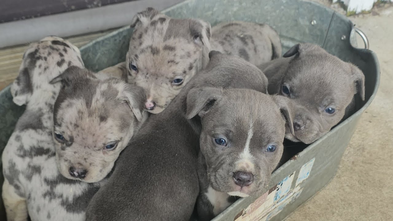 Raw update on the Blue Merle x Lilac Tri Litter 