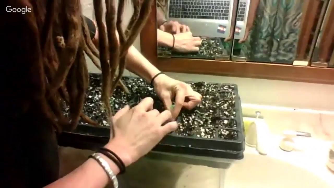 Lady Furnish with Free The Weed Productions