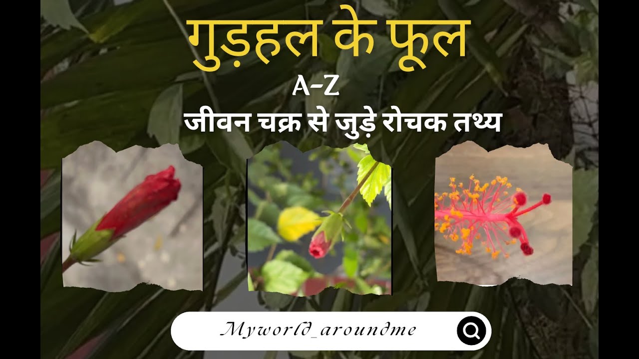 गुड़हल के फूल के जीवन चक्र से जुड़े रोचक तथ्य। #फूल #विदेशीफूल