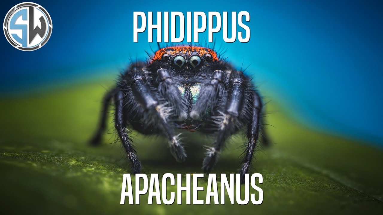Photographing a Phidippus Apacheanus | Macro Photography 🕷️ o00o 🕷️