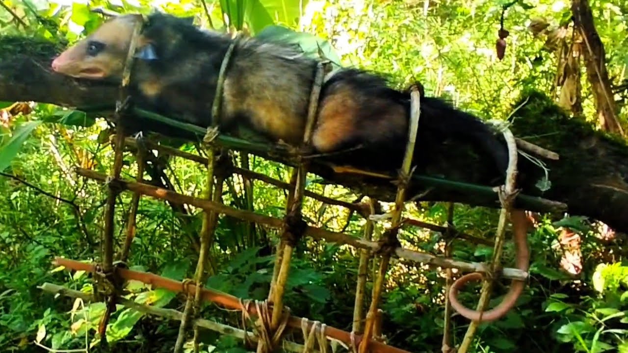 🔥TRAMPA💀👉 zarigueya, tlacuache, chucha, zorrochucho Zorro mochilero, rabipelado 
