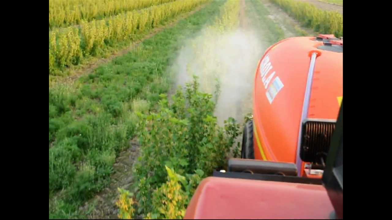 Pryskanie porzeczki 2012  - ślęza agrola 1000 l - mf 255 - mf 3512