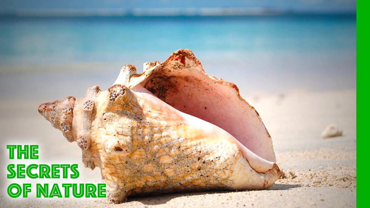 Tobago - Caribbean Moments - The Secrets of Nature