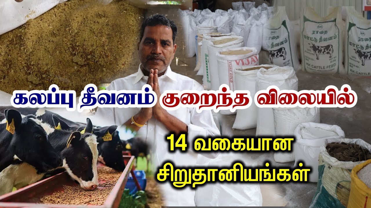 பால் உற்பத்தியை இரட்டிப்பாக்கும் கலந்த கலப்பு தீவனம் | Cattle feed | கால்நடை தீவனம்