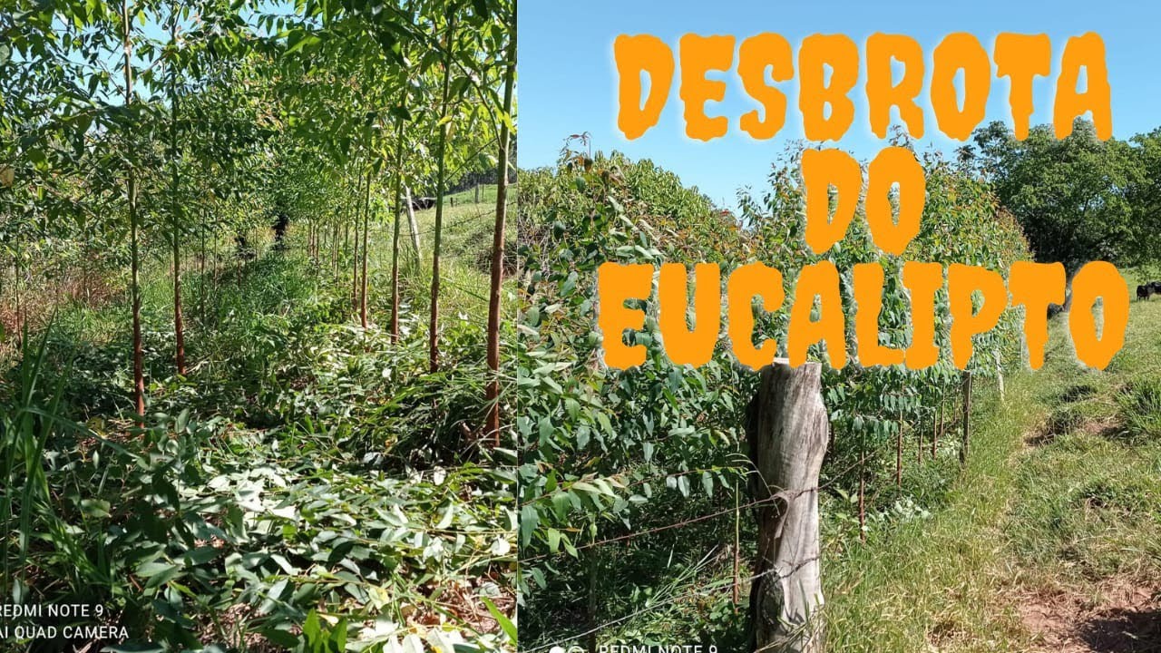 manejo do eucalipto