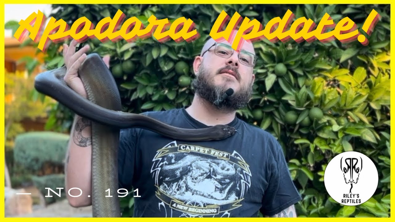 Apodora Update! - no. 191