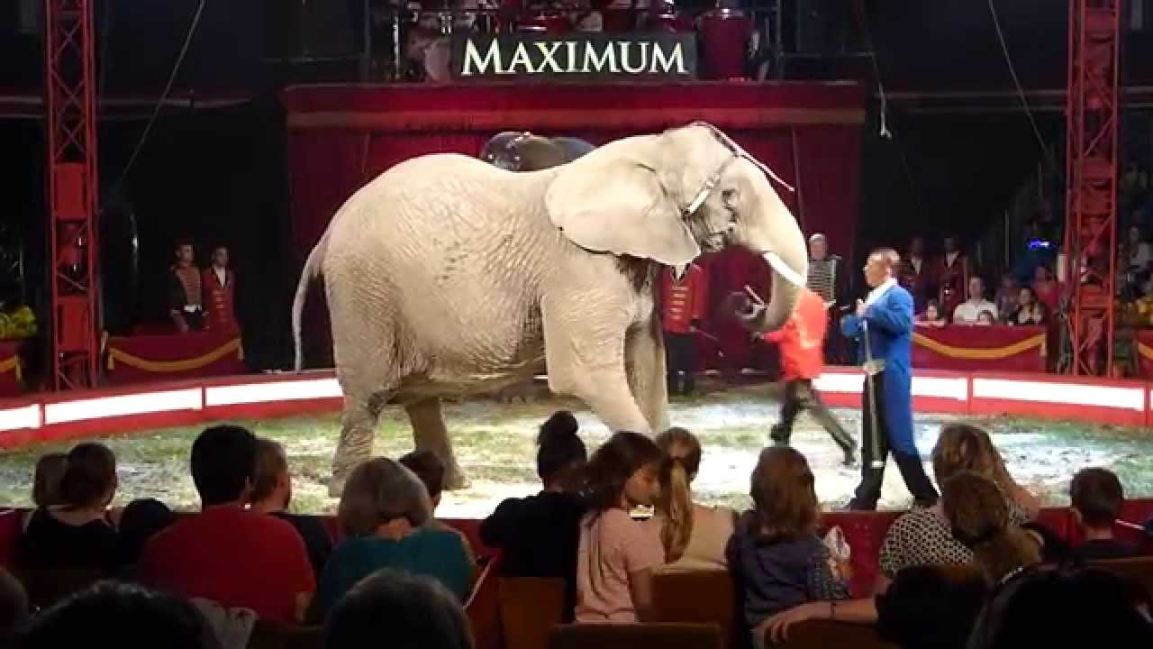 Elefanter på Cirkus Maximum.Elephants at Cirkus Maximum.Panasonic DMC FZ200