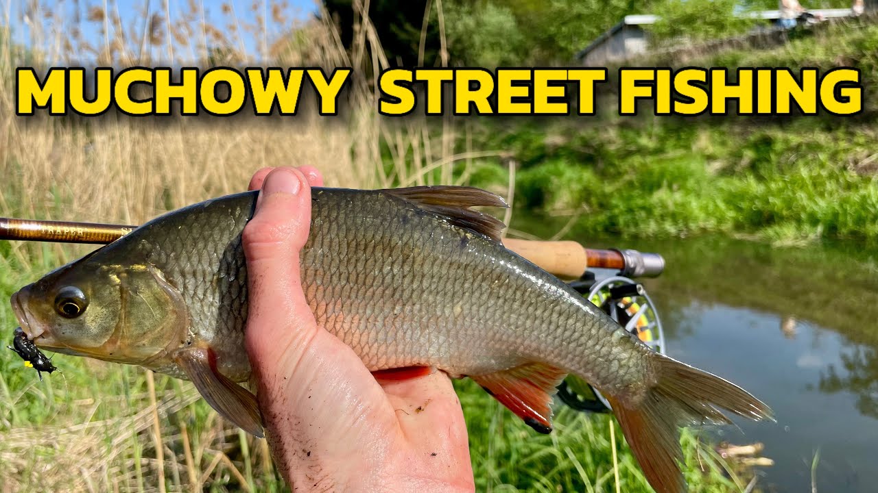 Klenie i Jazie z Miejskiej Rzeki na Muchę | Muchowy STREET FISHING