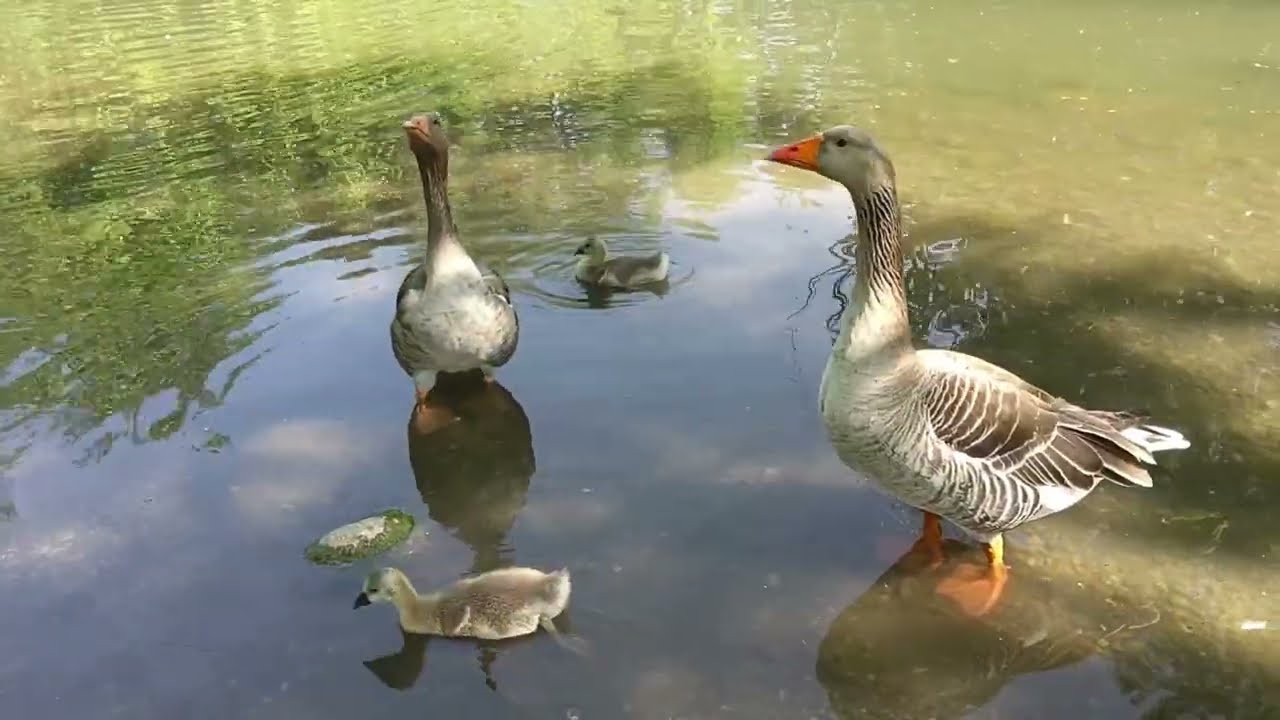 Pond  🦆  Rafael  Krux 