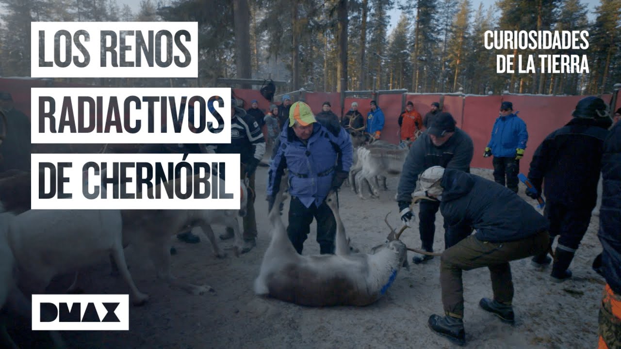 Animales contaminados por la radiación de Chernóbil | Curiosidades de la Tierra