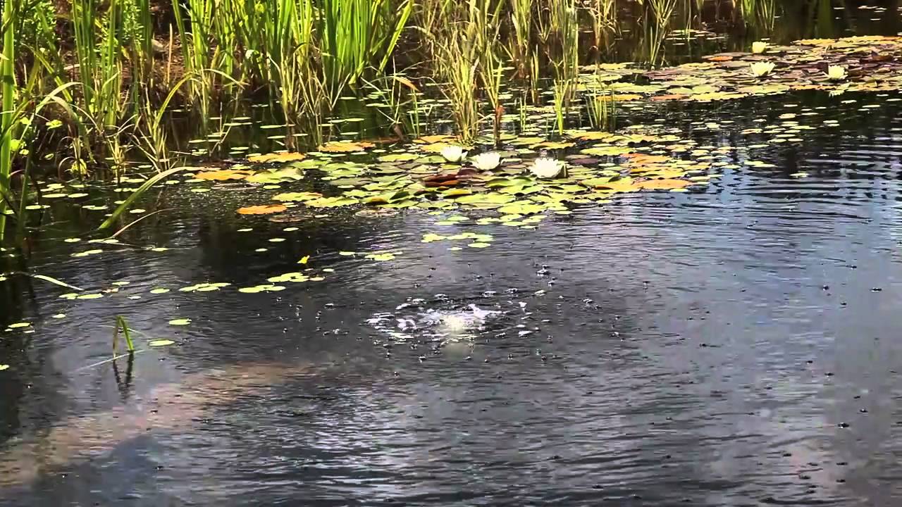 Natural Swimming Pools - a guide to designing & making your own