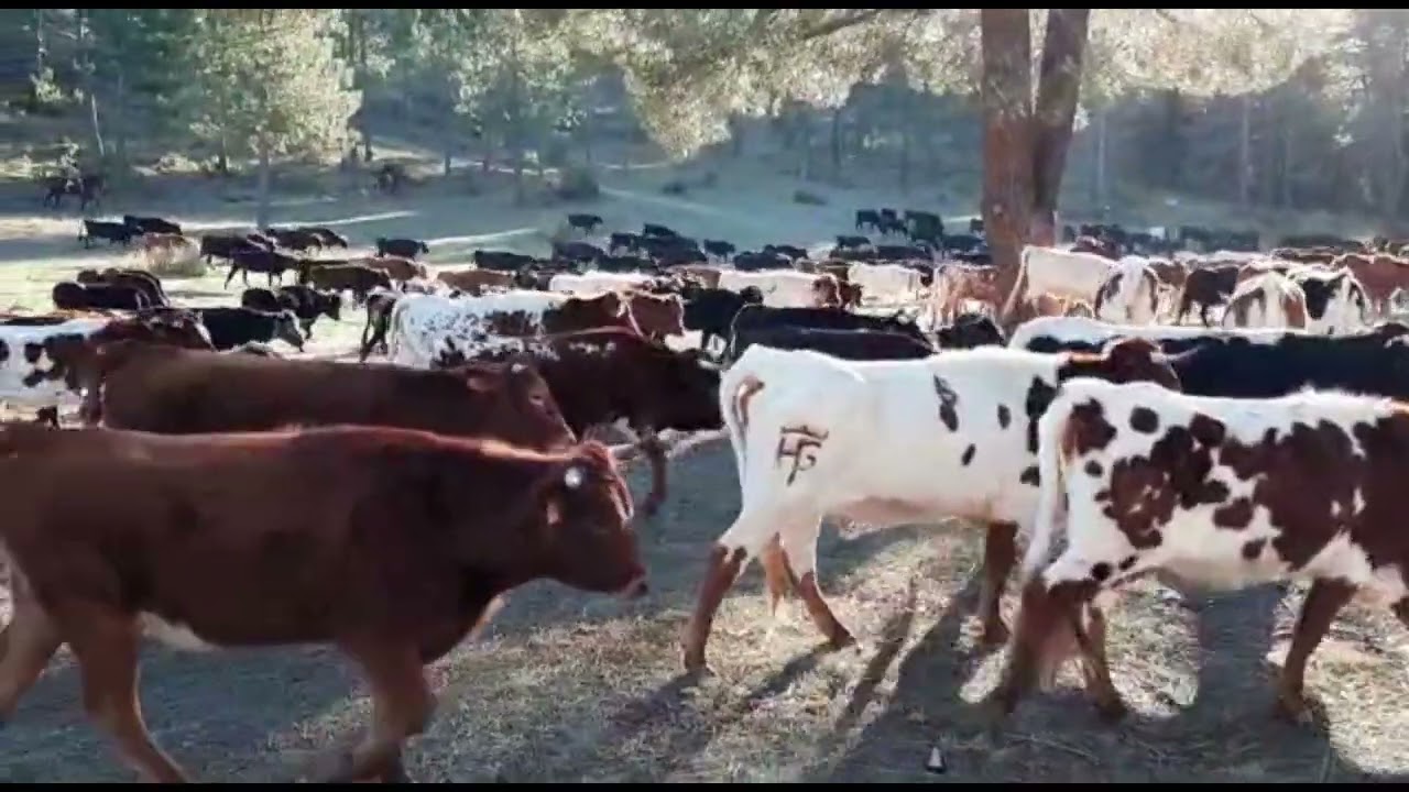 Trashumancia 2022. Ganadería Valle lindo. Regreso a los pastos de invierno.