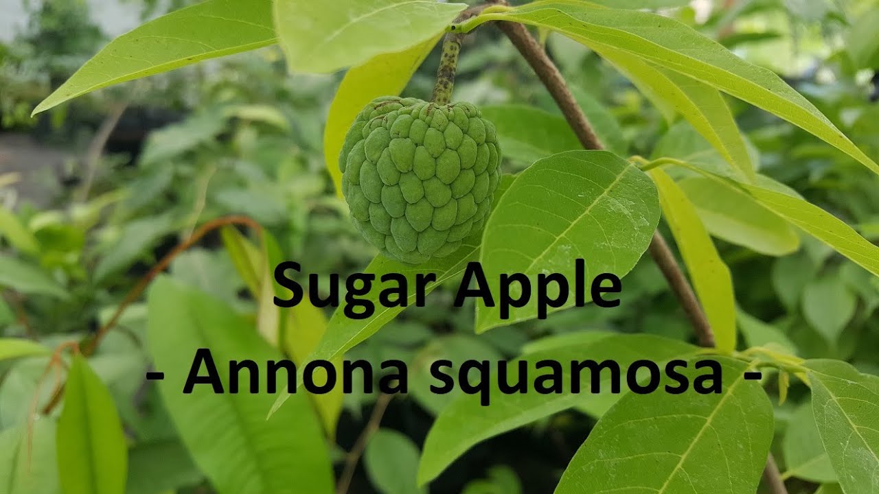 Sugar Apple - Annona squamosa S&auml;mlinge
