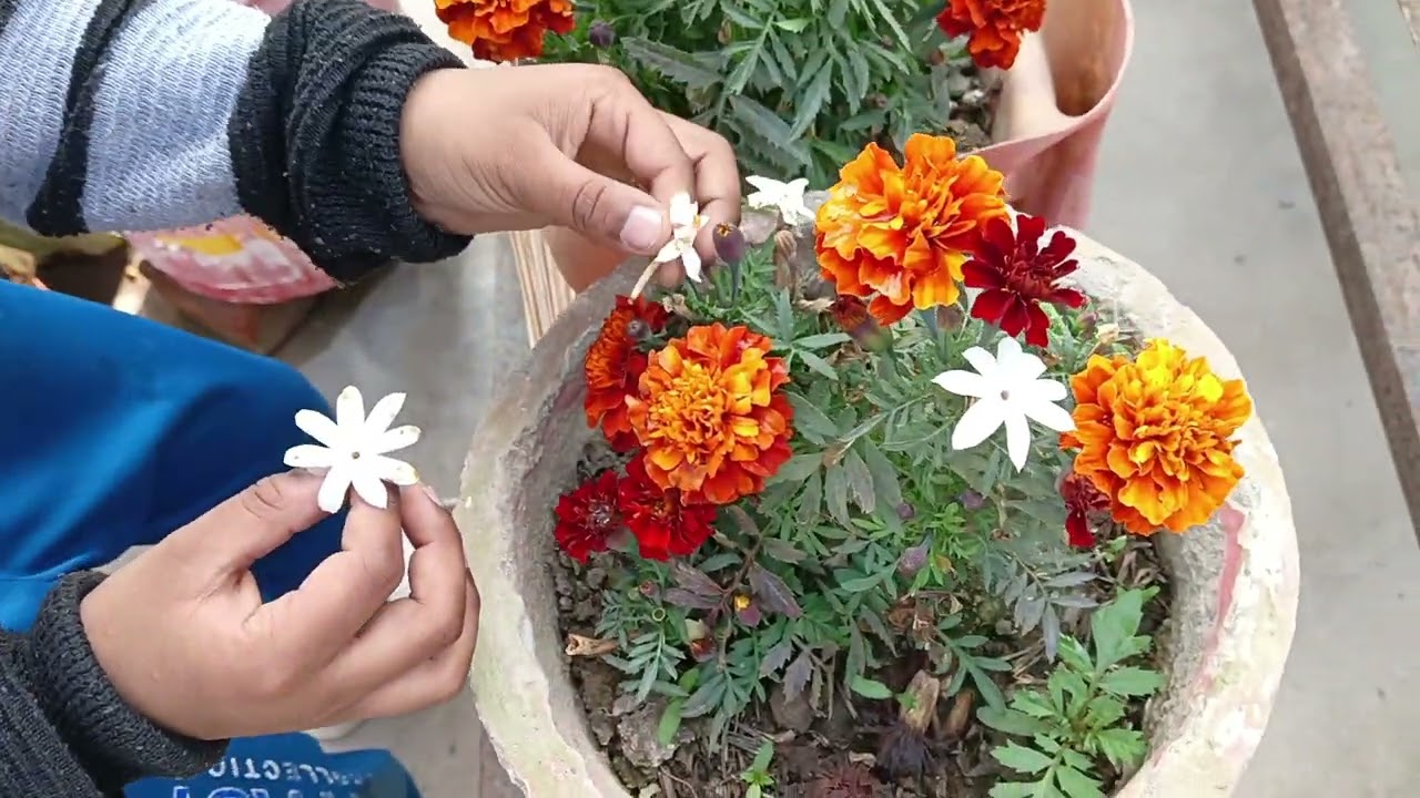 Chote bhai ke saath vlogging ❤️#plants #gardening #garden #plantsofindia #gardenplants #gardenflower