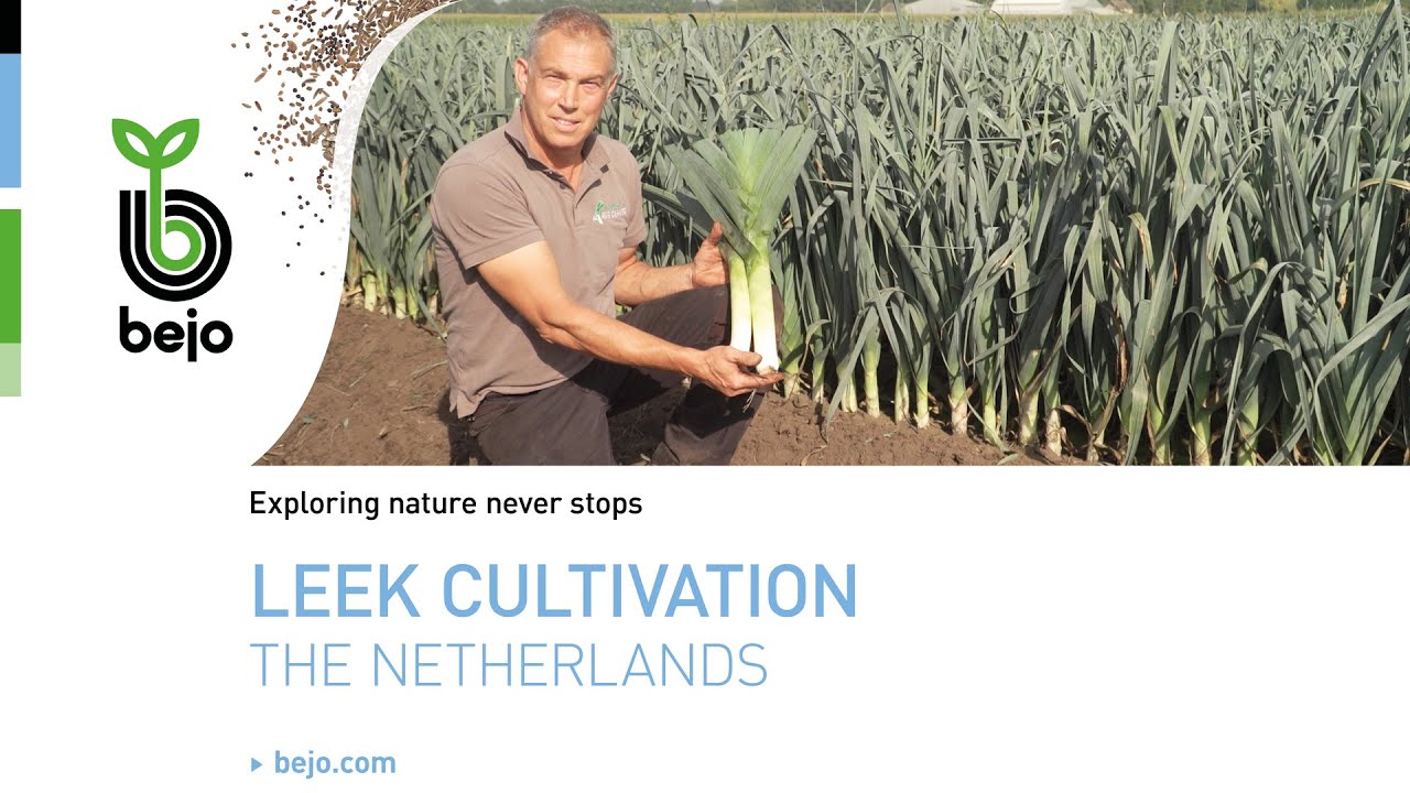 BEJO | Leek cultivation