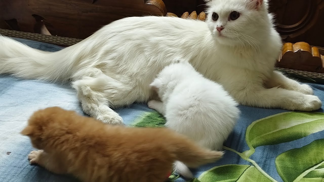 বিড়ালের বাচ্চা ডেলিভারির আবেগঘন মুহূর্ত। #persian #cat #cats #catvideos 