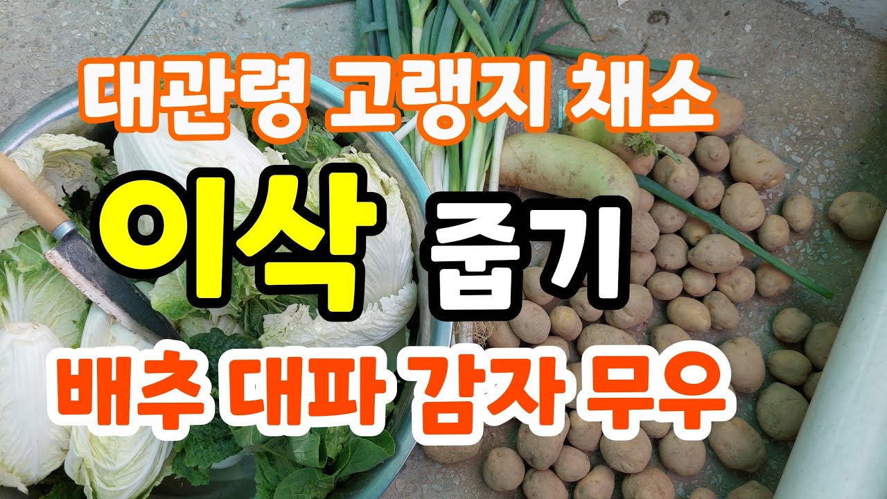 대관령 여행길에 이삭 줍기 고랭지 밭에서 배추 무우 감자 대파 몽땅 하다가 나눔 했어요