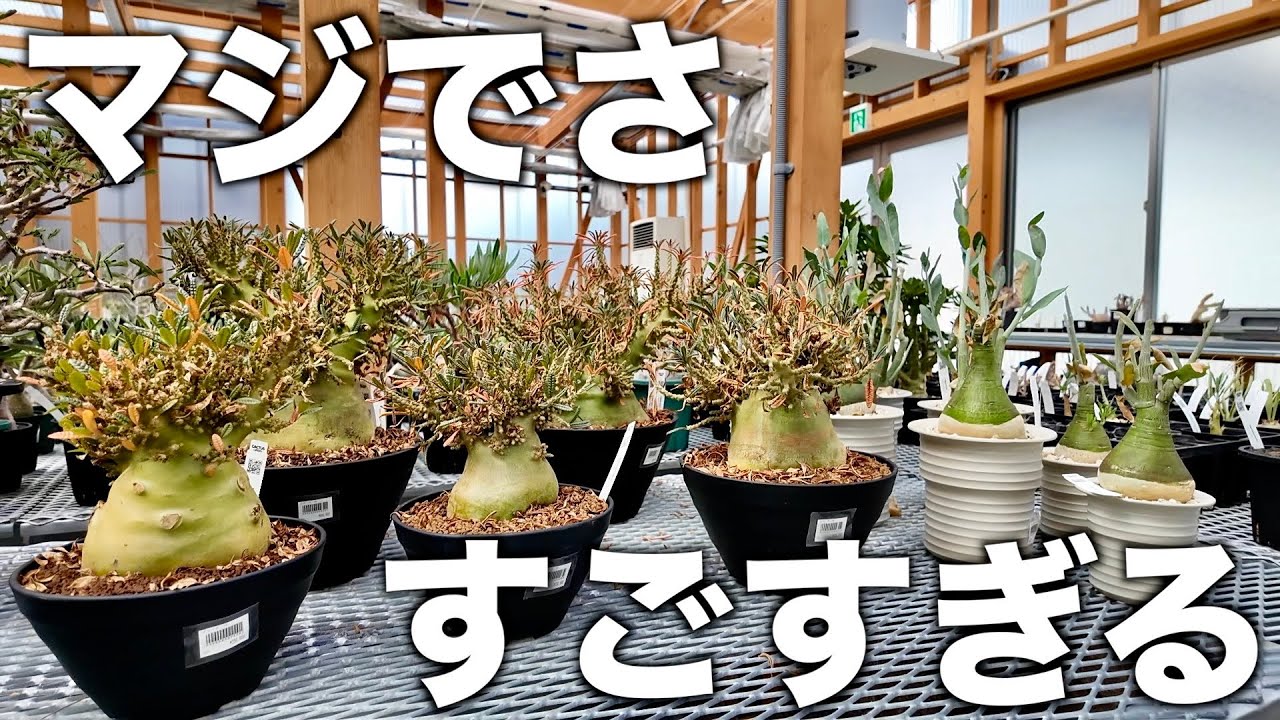 【CACTUS GREEN】名古屋から来た友達を最強園芸店に連れて行きました