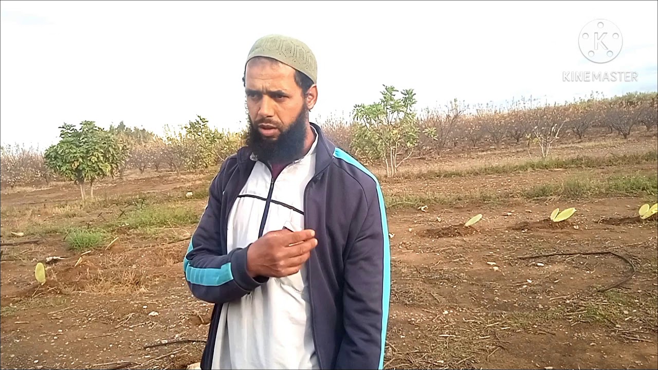 طريقة زراعة التين الشوكي