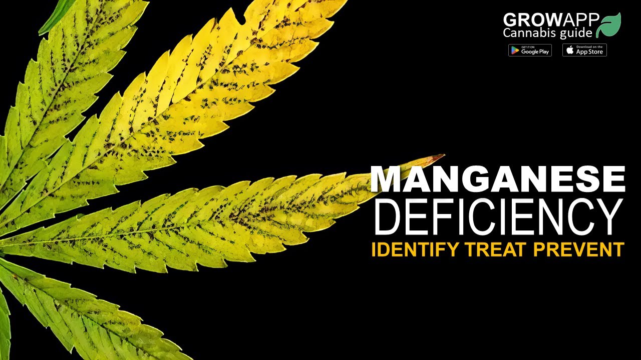 Manganese Deficiency | Identify, Treat, Prevent