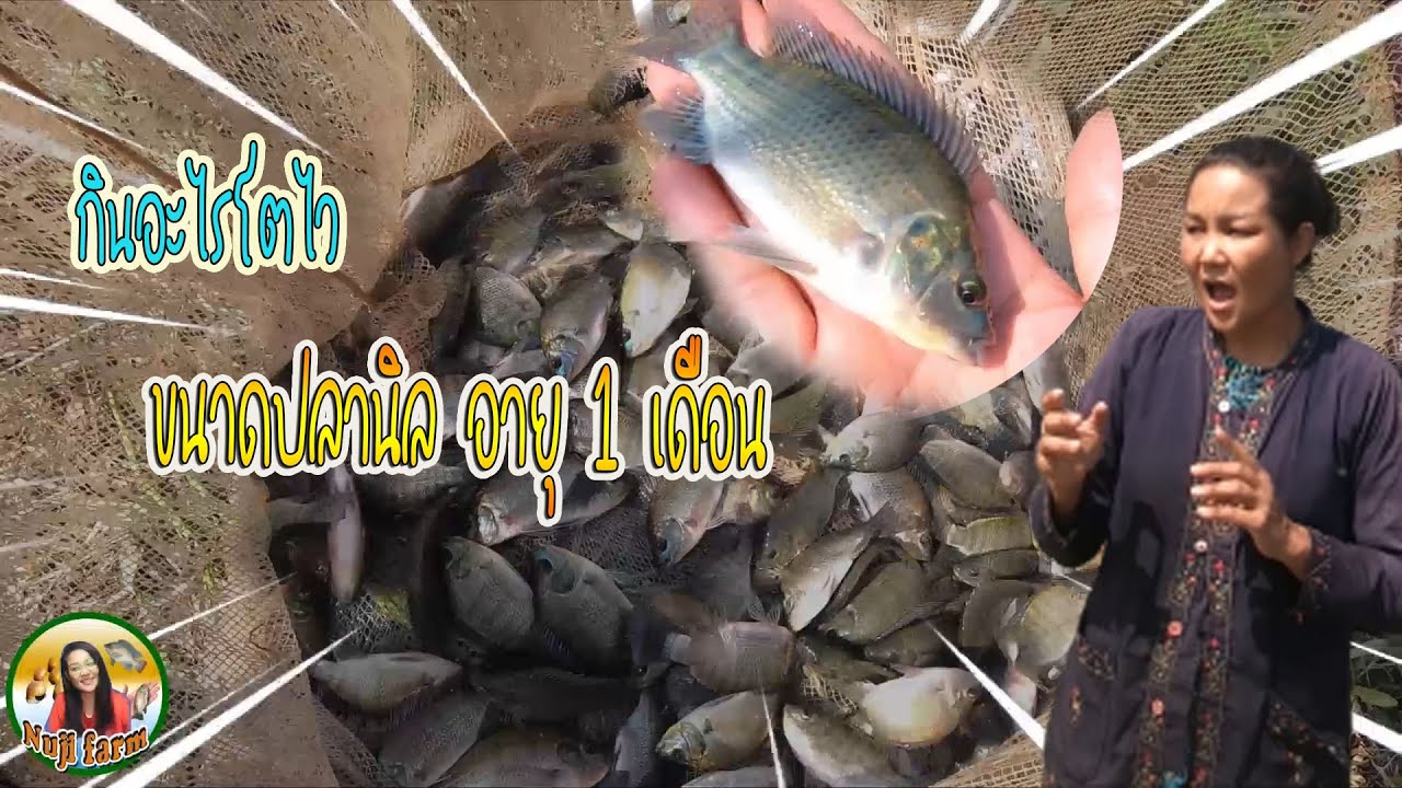 ขนาดของปลานิลอายุ 1 เดือน#Nuji#ปล่อยปลา#เกษตร#ปลานิล