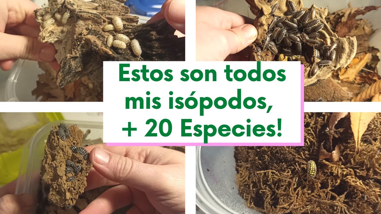 Etiqueto a todos MIS ISOPODOS, ¡20 ESPECIES diferentes! | no te lo pierdas