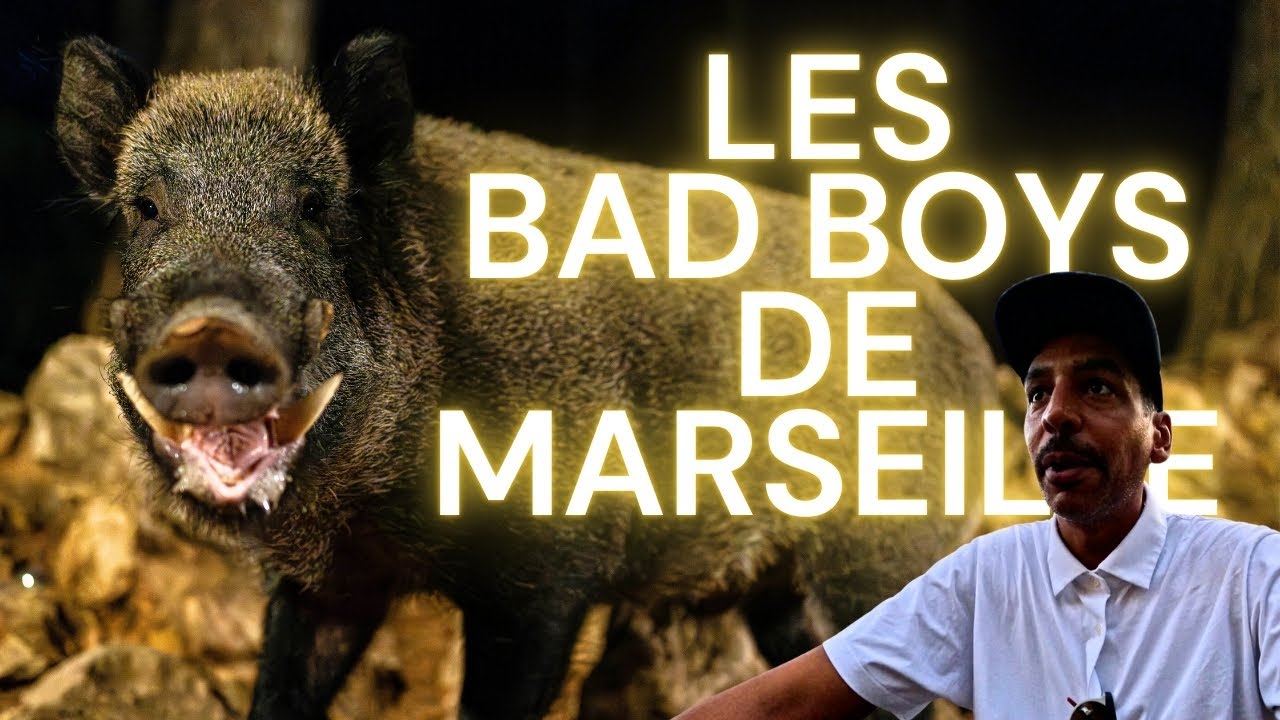 Des sangliers à Marseille !