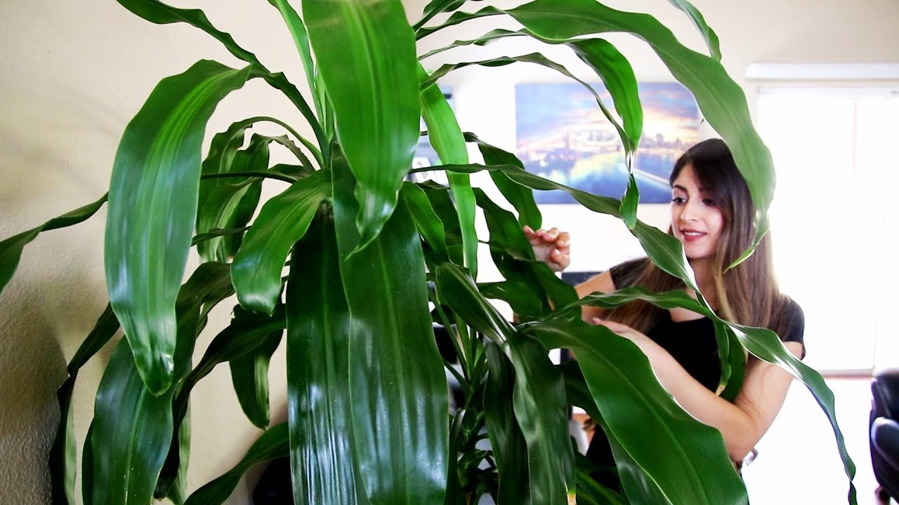 Cómo LIMPIAR  y dar BRILLO a PLANTA NATURAL | SUSANA ORTIZ