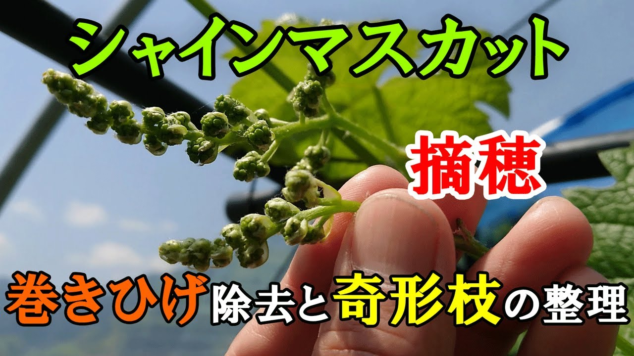 シャインマスカットの摘穂(てきすい) 　奇形枝の整理と巻きひげの除去