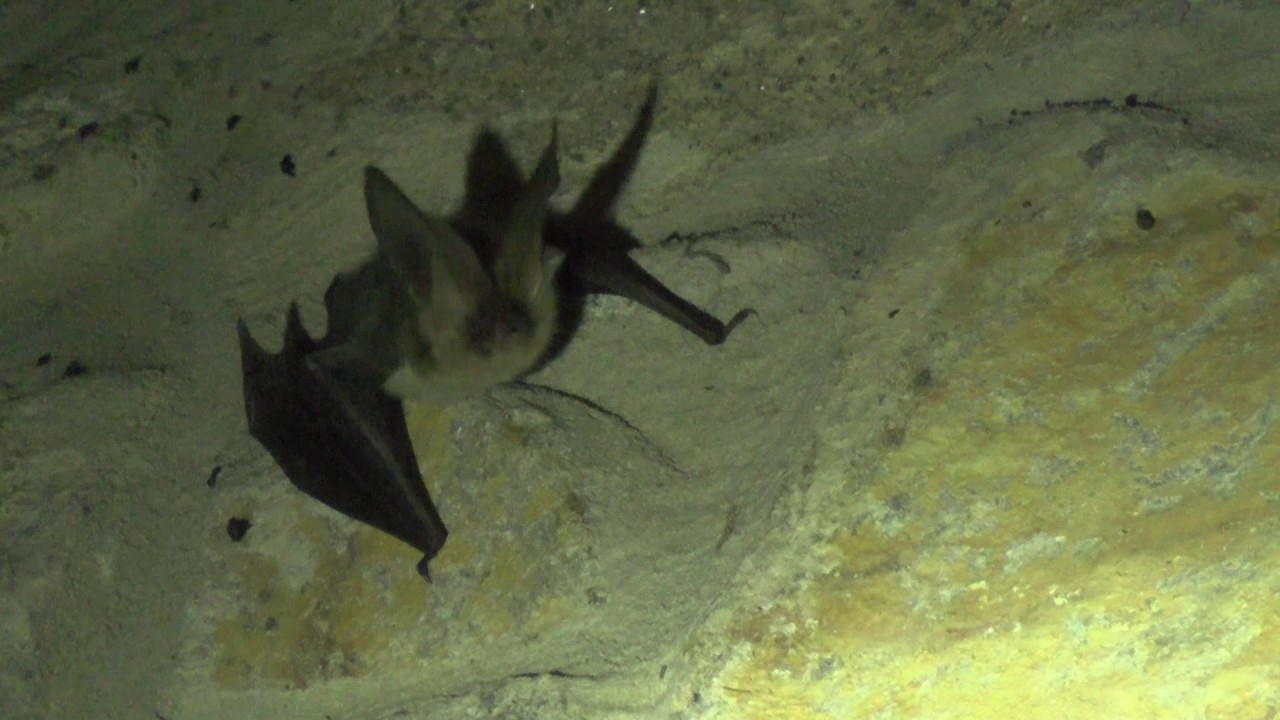 Brown long-eared Bat