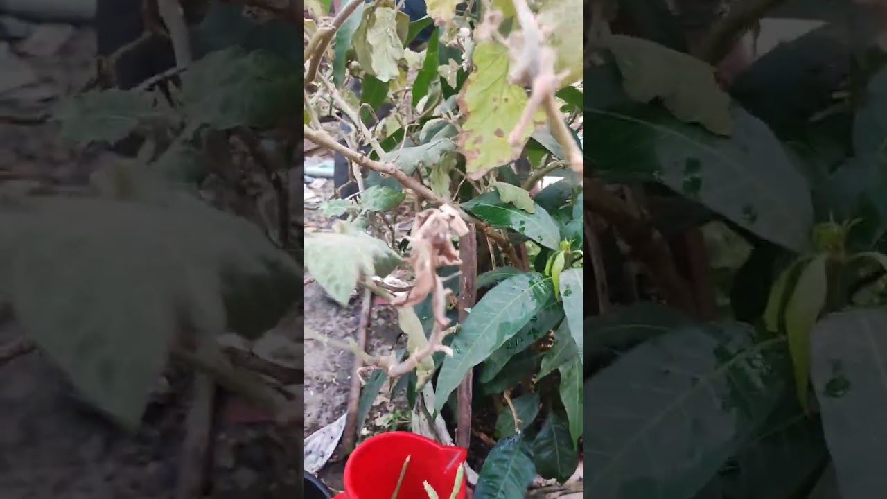 আমার শখের বেগুন গাছটার কী একটা অবস্থা 😔😔।এটা কীভাবে ঠিক করবো, কেউ জানলে একটু বলেন প্লিজ 😔😔