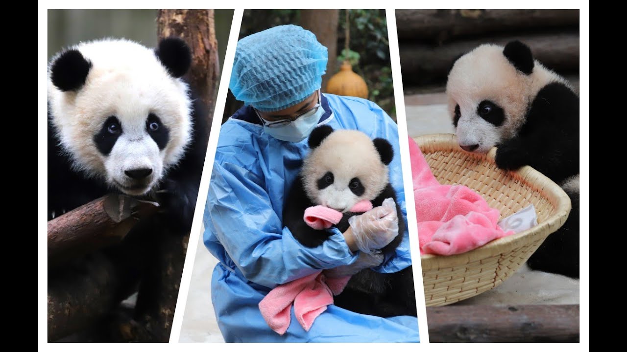 Panda cub Baoxin died of illness 宝新因病去世，这是一段宝新成长的回忆视频，再见！宝新！さよなら、宝新ちゃん