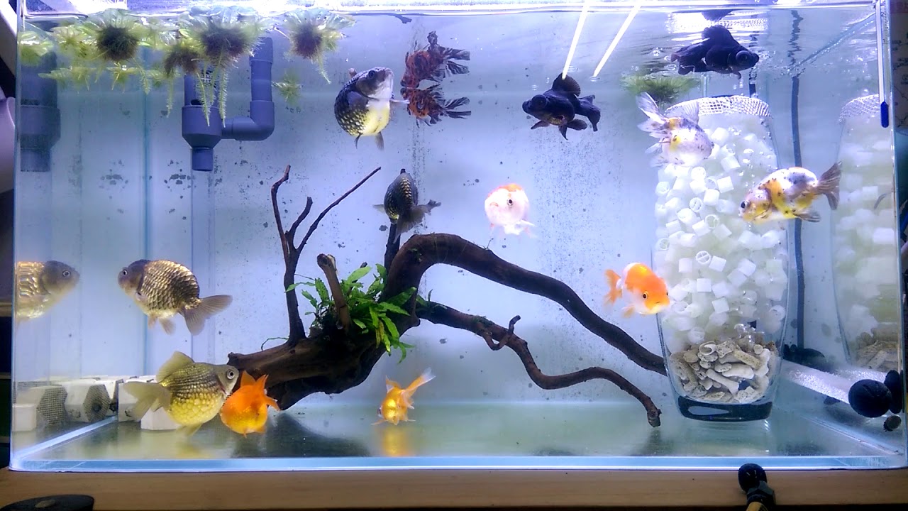 【金魚怎麼養？】六分鐘說給你聽！