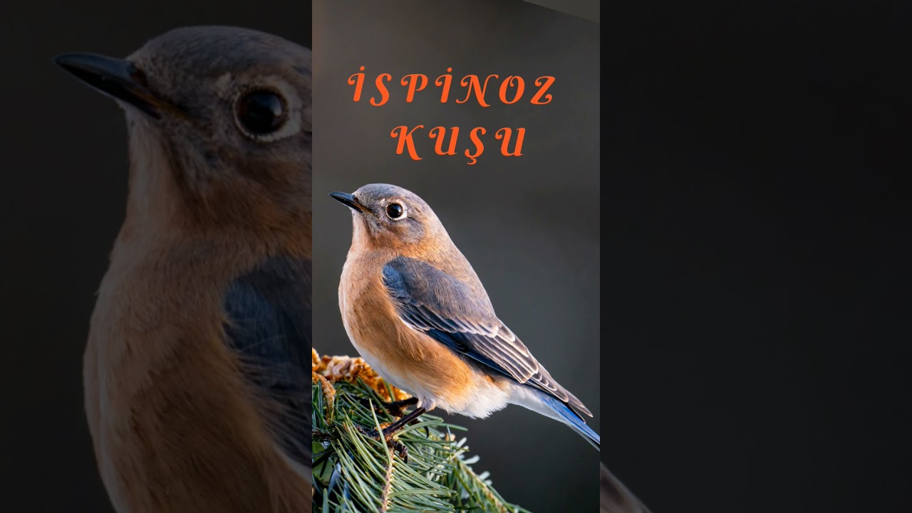 İspinoz Kuşu / Finch Bird/ &Ouml;t&uuml;c&uuml; Kuş / Finkenvogel #birds #birdssound #kuşsesi #shorts