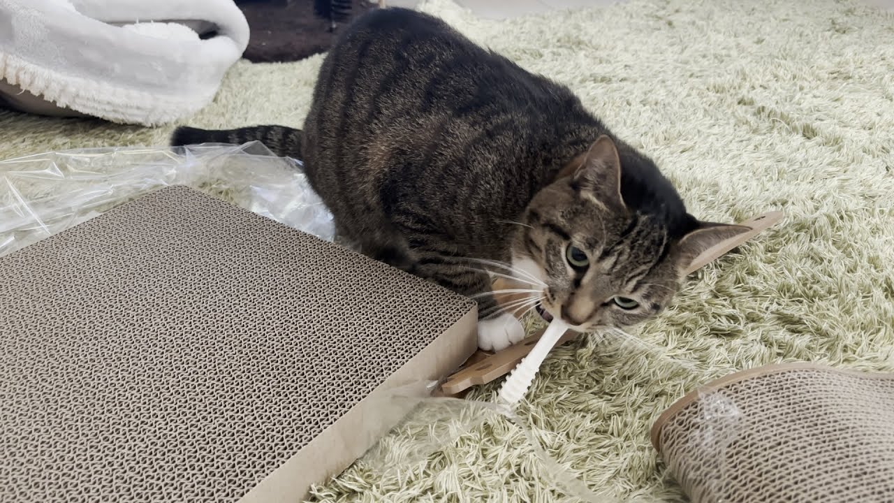 新しい爪研ぎを組み立てようとしたら#cat #キジシロ #猫 #ねこ #靴下猫 #キジトラ #多頭飼い 