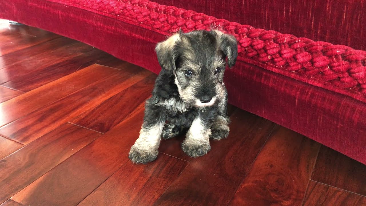 🐶 Cute Mini Schnauzer Puppies Playing