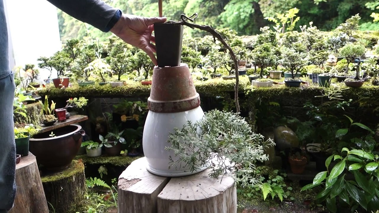 2021年に山採りしたヒョロヒョロ桧 【♯182】 の経過報告(植え替え） ♯506