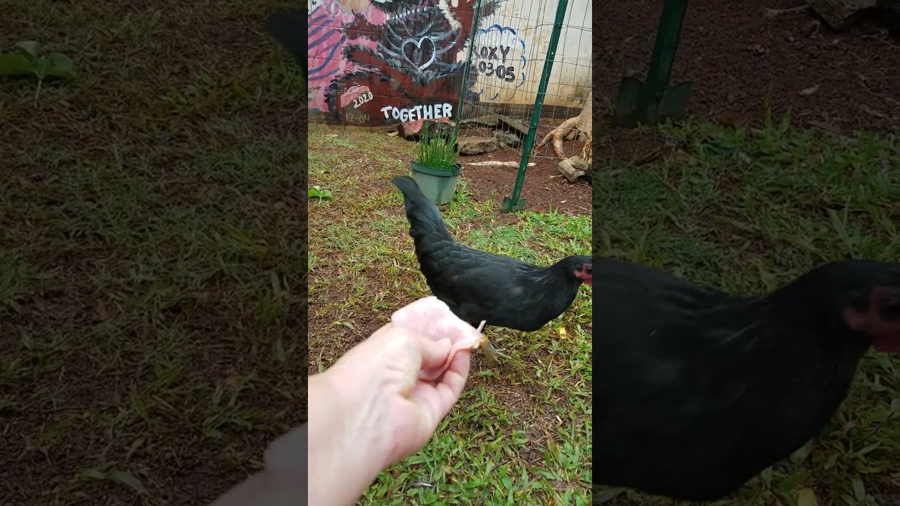 Rainy Breakfast with Rooksie the Hen