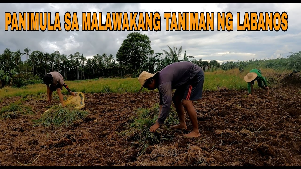 MALAWAKANG TANIMAN NG LABANOS