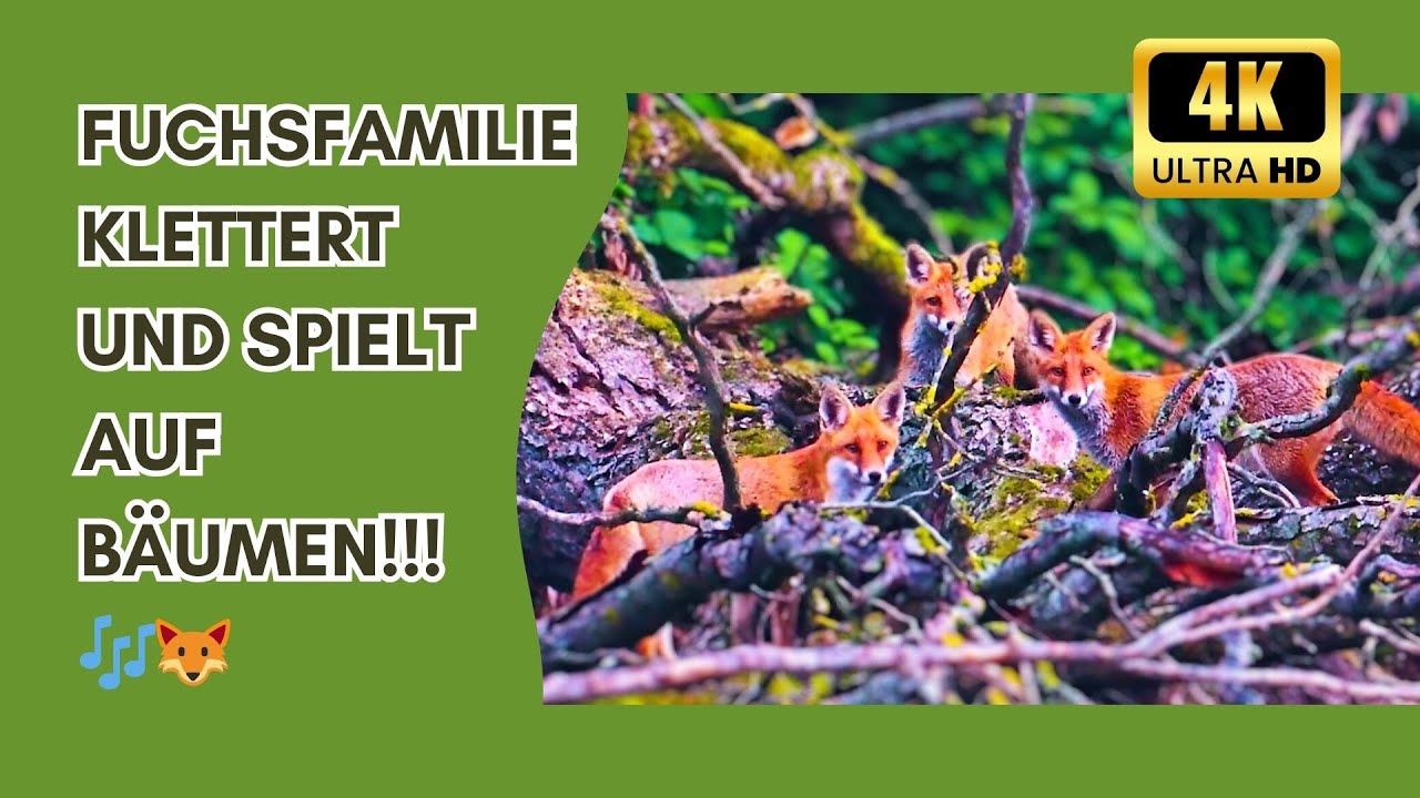 Entspannung pur: Fuchsfamilie klettert auf Bäumen 🎶🦊 | Relaxing Nature & Healing Sounds 🎶🦊 #4k