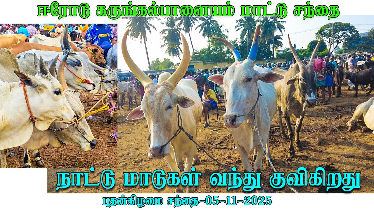 KARUNGALAPALAYAM MATTU SANTHAI|NATTU MADUKAL 2025/11/05WEDNESDAY #kangayam_breed #kangayam_kalai